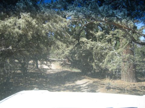 1990 Ford Bronco - From over a white vehicle hood, a shaded dirt trail passes beneath low, sweeping pine branches in a sunlit forest.