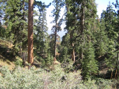 1990 Ford Bronco - Tall ponderosa pines and firs rise from a sunlit, brushy forested hillside under a clear sky.