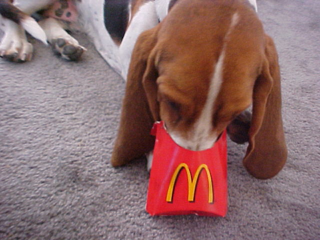 Basset hound puppy with head in red McDonald's fries container on carpet