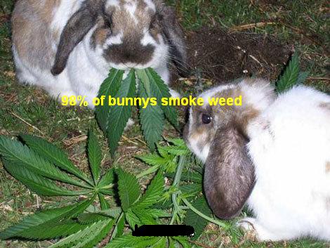 1995 Ford Bronco - Two rabbits are seen eating marijuana plants, with a humorous text overlay.