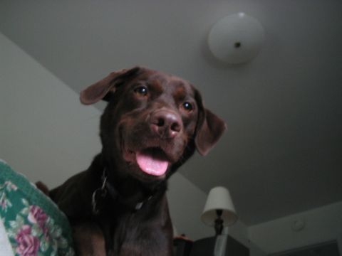 1992 Ford Bronco - A chocolate labrador retriever dog looks up from a floral cushion, with a ceiling light visible above.