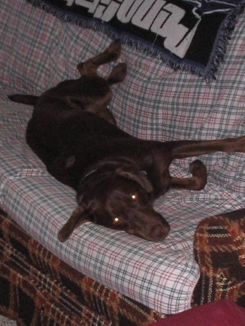 1992 Ford Bronco - A chocolate lab rests comfortably on a plaid couch, its eyes reflecting light.