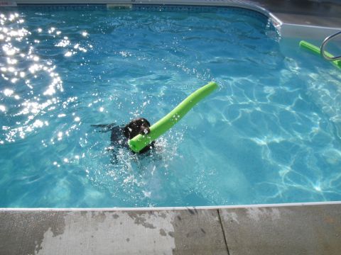 1992 Ford Bronco - Dog enjoys a swim in the pool with a pool noodle.
