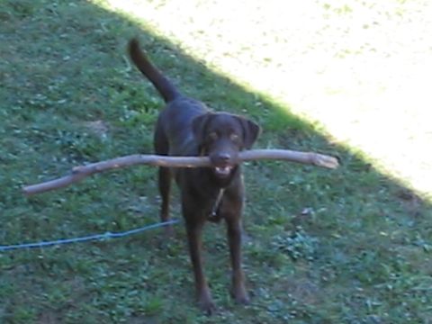 1992 Ford Bronco - A dog is carrying a large stick in its mouth while standing on a grassy area.