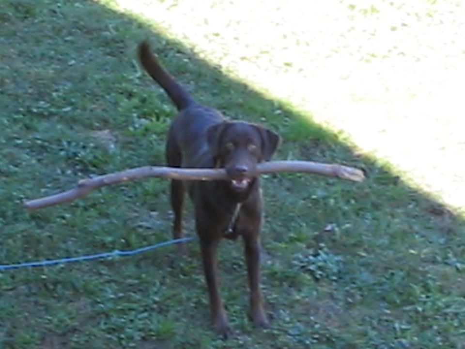 Chocolate lab holding a big stick in its mouth, standing on grass