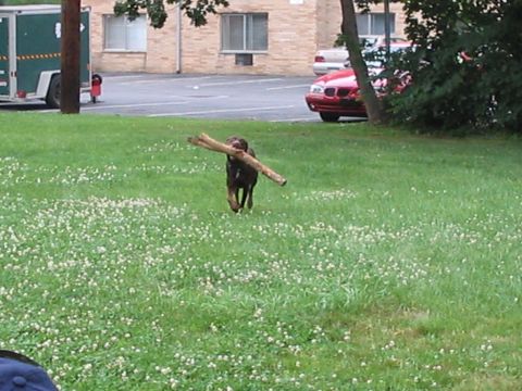 1992 Ford Bronco - A dog carries a stick across a grassy field with a red car visible in the background.