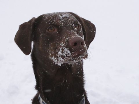 1992 Ford Bronco - A chocolate Labrador retriever looks out with snow covering its face and the background.