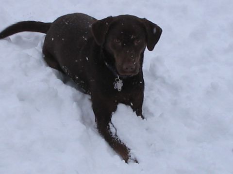 1992 Ford Bronco - Chocolate lab dog sits in the snow.