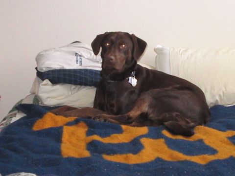 1992 Ford Bronco - A dog is relaxing on a bed covered with a blanket and pillows.