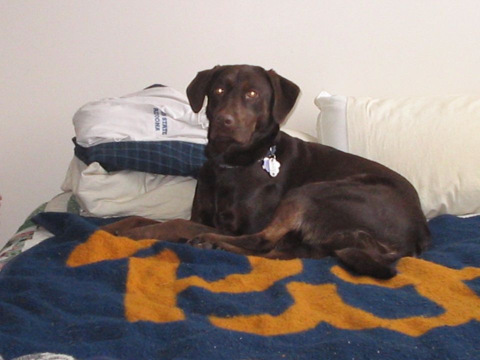 Chocolate lab resting on a bed with a blue and orange blanket