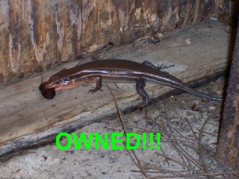1995 Ford Bronco - A lizard is captured in the act of eating a beetle, with the word "OWNED!!!" superimposed on the image.