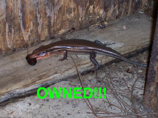 Lizard eating a beetle with "OWNED!!!" text overlay
