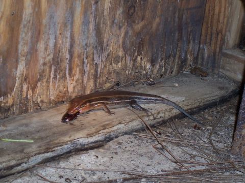 1995 Ford Bronco - A lizard is captured mid-meal, consuming a bug on a weathered wooden plank.