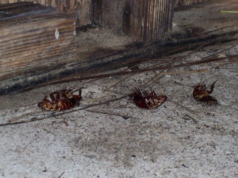 1995 Ford Bronco - Several dead cockroaches are visible on a concrete surface, with some debris and wooden structures in the background. The image includes a…