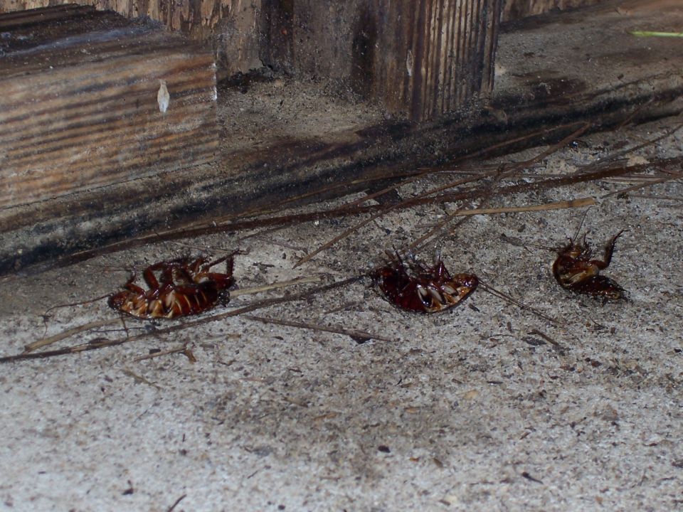 Dead cockroaches on a concrete floor near wooden beams