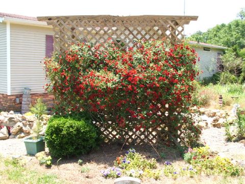1966 Ford Ranchero - A garden scene a trellis, flowering bushes, and part of a house.