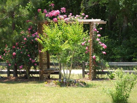 1966 Ford Ranchero - A wooden arbor covered in pink roses provides a shaded spot with a bench in a garden setting.