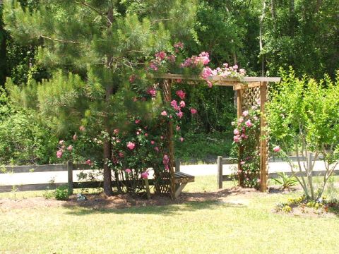 1966 Ford Ranchero - A tranquil garden setting features a wooden pergola adorned with blooming pink roses, a mature pine tree, and a rustic bench.