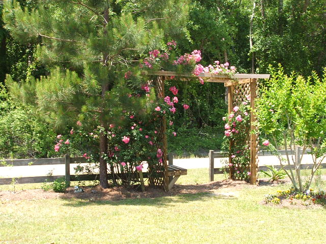 Garden scene with a wooden pergola covered in pink roses, a pine tree, and a wooden bench