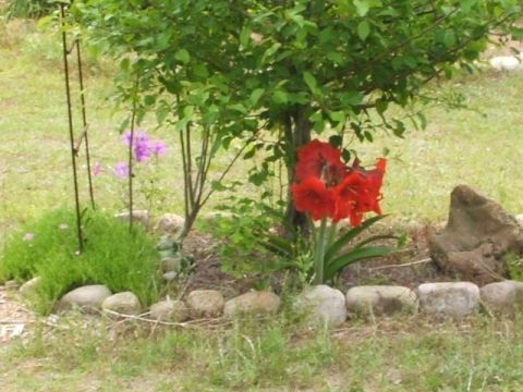 1966 Ford Ranchero - A close-up view of a garden bed a tree, red amaryllis, and purple flowers.