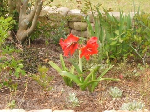 1966 Ford Ranchero - Red amaryllis flowers bloom in a garden setting, with a stone wall visible in the background.