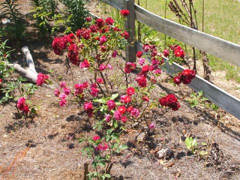 1966 Ford Ranchero - A close-up view of a rose bush with red flowers next to a rustic wooden fence.