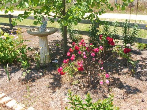 1966 Ford Ranchero - A garden scene with a birdbath, blooming roses, and a wooden fence in the background.
