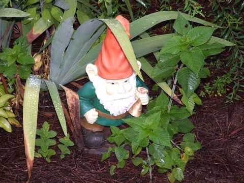 1966 Ford Ranchero - A garden gnome peeks out from behind lush green foliage and plants.