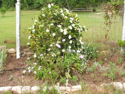 1966 Ford Ranchero - A garden scene a flowering bush and a white fence post, with a Supermotors.net logo visible in the lower right corner.
