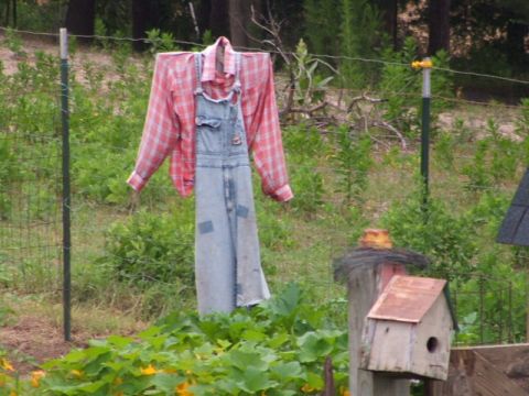 1966 Ford Ranchero - A scarecrow made of clothes hangs on a wire fence in a garden setting.
