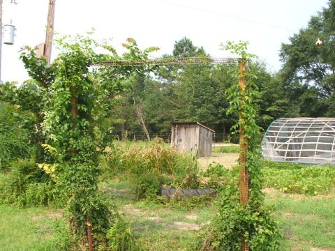 1966 Ford Ranchero - A rural yard scene with dense vegetation, a small shed, and a greenhouse structure.