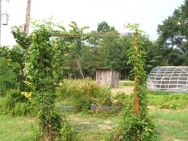 Overgrown yard with a wooden shed, greenhouse, and power pole