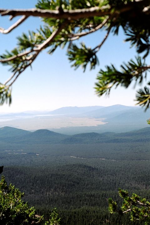 1979 Ford Bronco - A wide view of a forested valley and mountains, seen through pine branches.