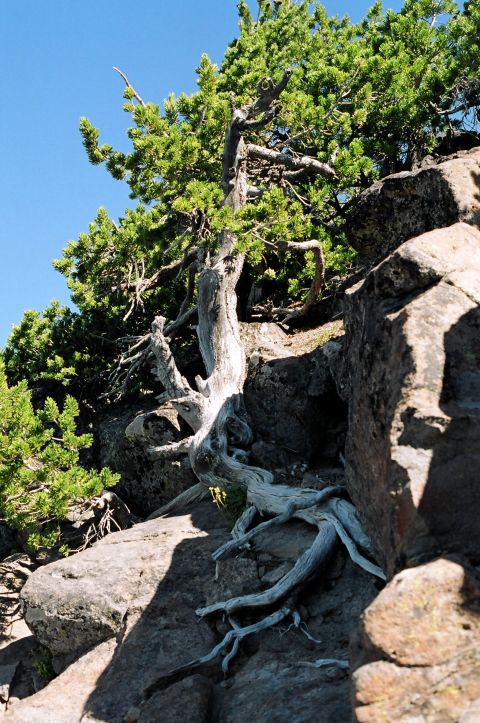 1979 Ford Bronco - A weathered tree with exposed roots grows from a rocky mountainside.