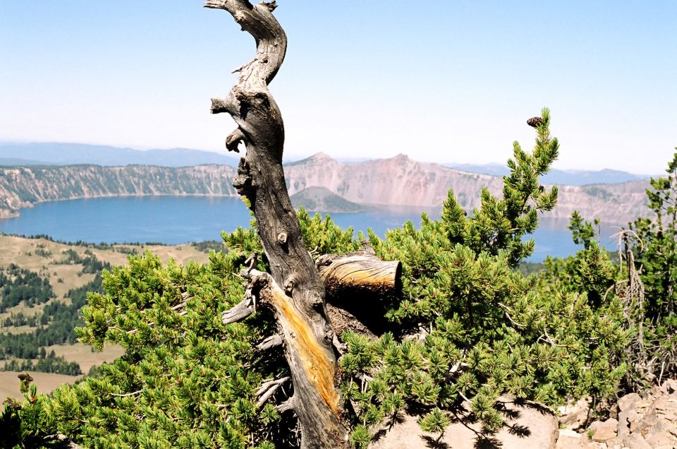 View of Crater Lake with mountains and trees in foreground