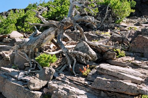 1979 Ford Bronco - A close-up view of weathered tree roots and rocks in a natural outdoor setting.