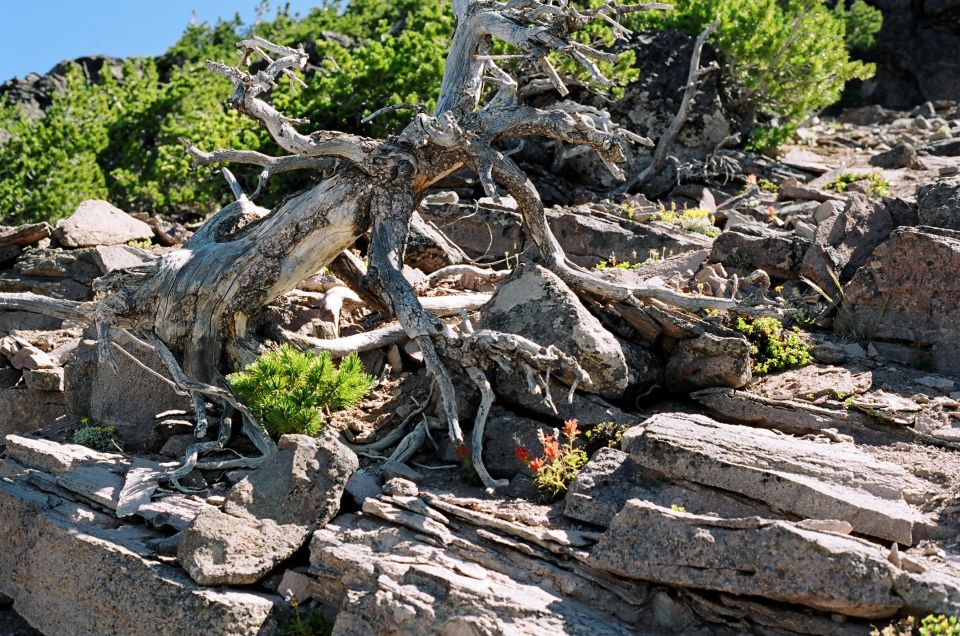 Gnarled dead tree roots on rocky terrain