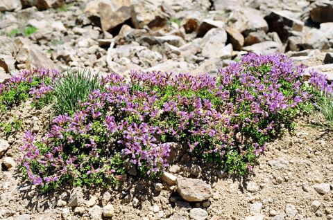 1979 Ford Bronco - A patch of purple wildflowers grows amongst rocks in a dry, arid environment.