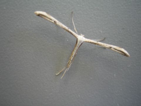 1968 Ford Mustang - A small, tan insect with its wings extended in a T-shape is centered against a plain gray surface.