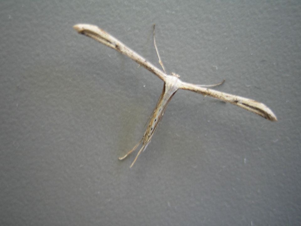 Insect with wings spread wide against a gray background