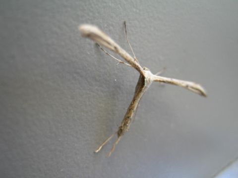 1968 Ford Mustang - A small insect with a unique wing structure is captured in this close-up photograph.