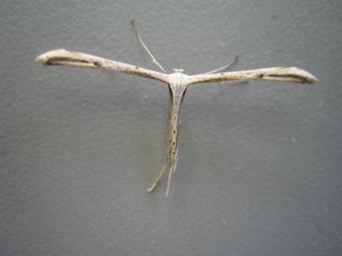 1968 Ford Mustang - A plume moth rests with its wings extended in a T-shape.