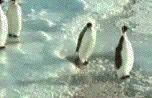 1993 Ford Bronco - Several emperor penguins are seen standing on a textured ice surface.