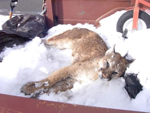 1992 Ford F-150 - A cougar lies in the snow in the bed of a truck, possibly after being tranquilized or deceased.