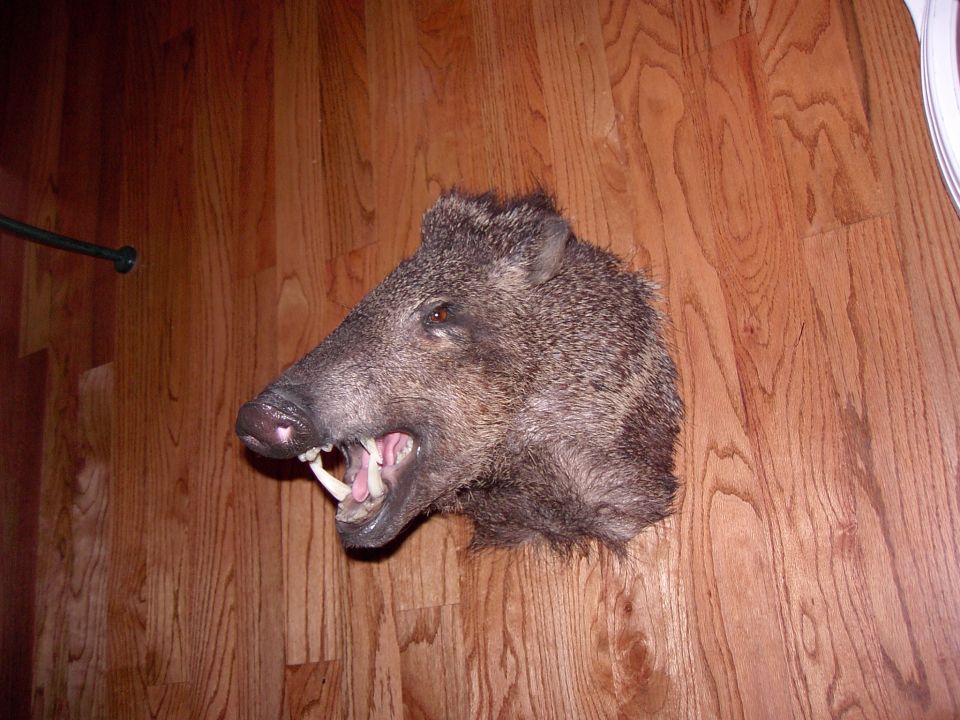 Taxidermied wild boar head mounted on a wooden wall