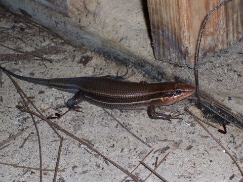 1995 Ford Bronco - A lizard is seen on sandy ground next to a wooden post.