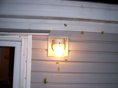 1995 Ford Bronco - Several frogs are seen clinging to the exterior wall of a building, with some on a lit fixture.