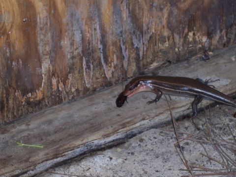 1995 Ford Bronco - A skink is seen on a wooden surface with something dark in its mouth.