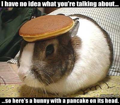 1995 Ford Bronco - Humor meme: a rabbit with a pancake balanced on its head and joking caption text overlaid.