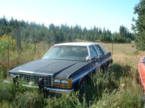 1999 Ford Crown Victoria - 1987 police package LTD Crown Vic. 351 W. motor. I bought this car from the E.V.O.O.A. president/founder.